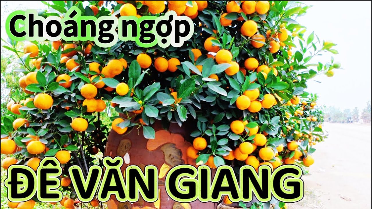 Quất văn Giang. Dọc đê sông Hồng. SỐ LƯỢNG KHỦNG 
