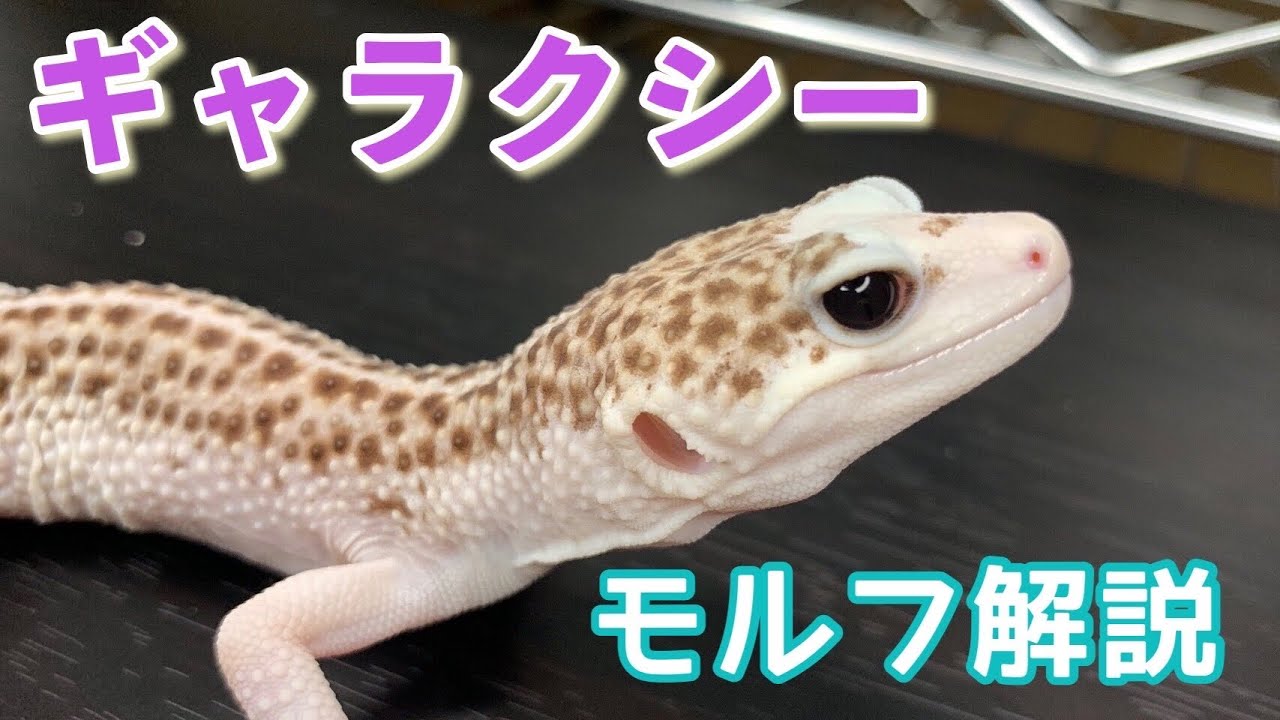 【モルフ解説】ややこしいけど知っておいて欲しい。そんなモルフのヒョウモントカゲモドキ