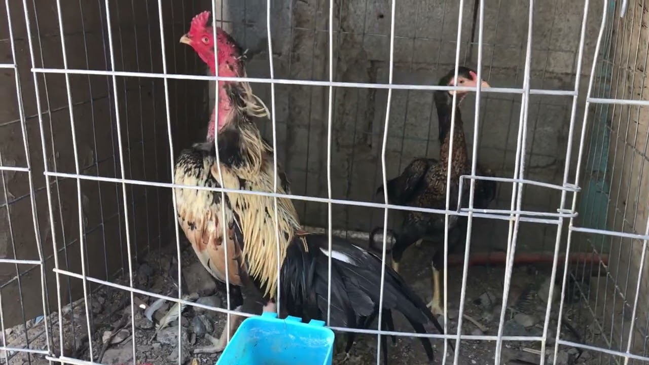 Gallos 1/4 de redonda