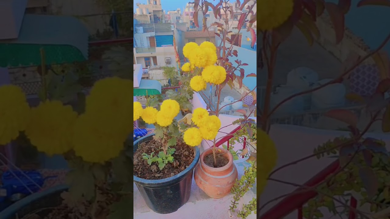 First Rosegrow#@on new year#@first day#@my terrace garden