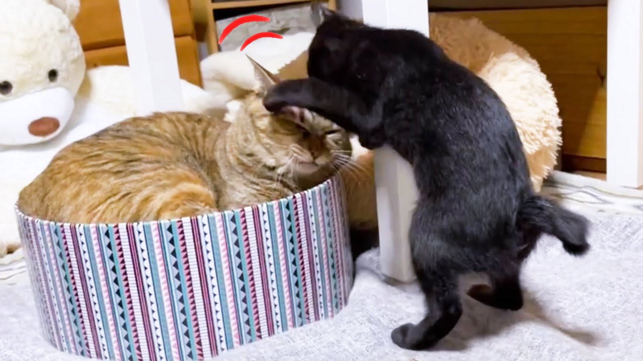 まさかの(笑)お姉ちゃん猫の顔をワシャワシャする仔猫♪