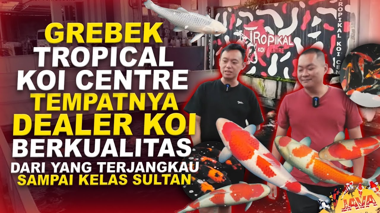 GREBEK TROPIKAL KOI CENTER BANDUNG - IKAN KOI BERKUALITAS HARGA RATUSAN RIBU