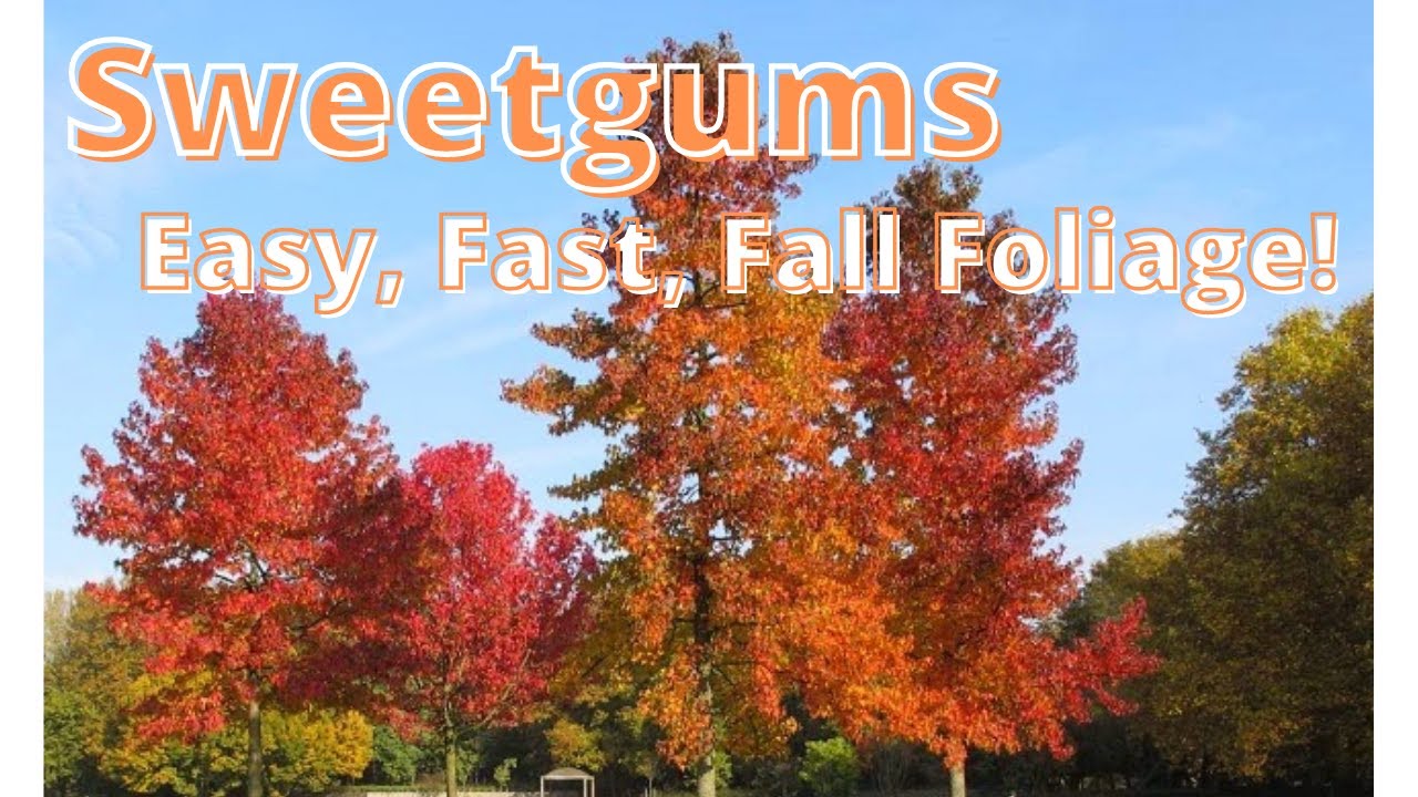Liquidamber (sweet gum) the best fall foliage!