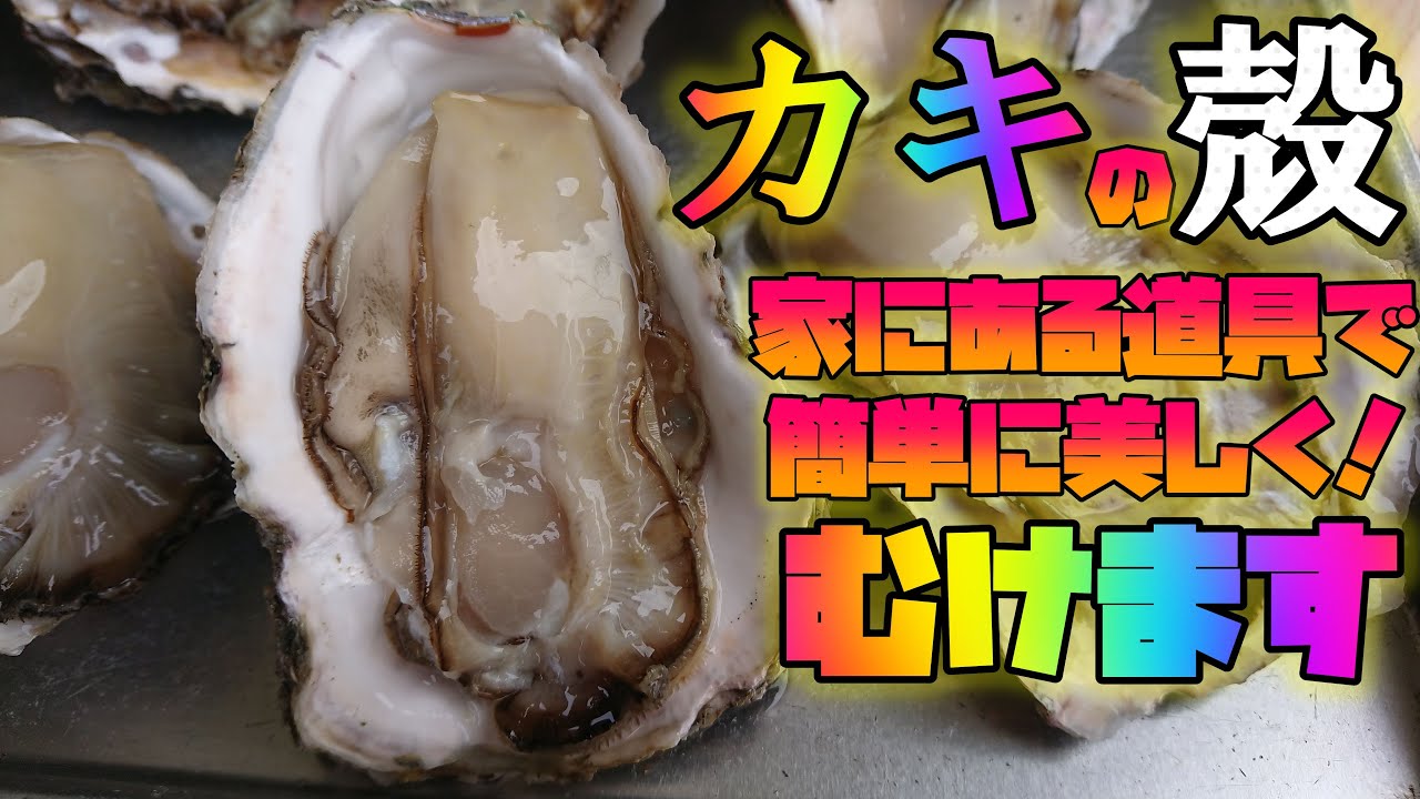 【岩牡蠣】初心者でもカキの殻は家にある道具で剥けます！Peel the oyster