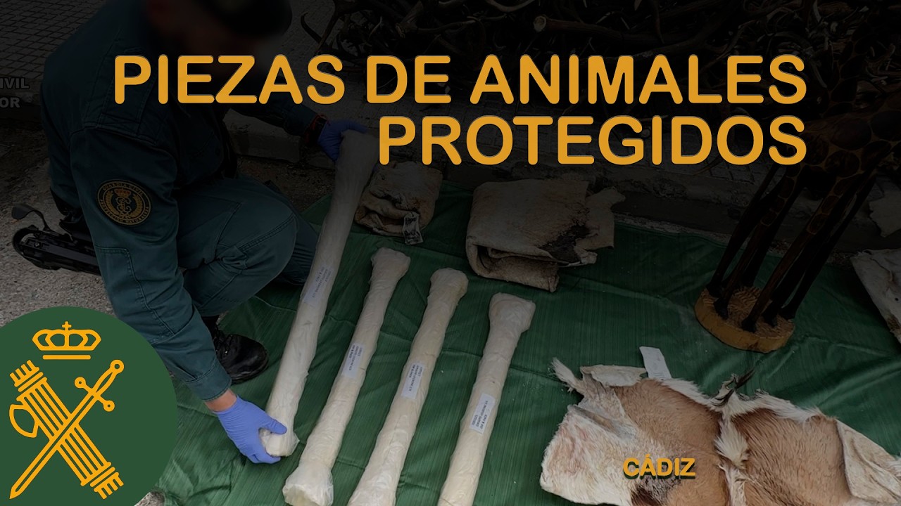 Incautadas en Cádiz diferentes piezas de animales protegidos procedentes de África