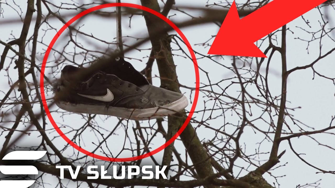 Nie Uwierzysz! Drzewa Sandałowe w Słupsku [ZOBACZ CO SIĘ STAŁO] - WIADOMOŚCI | Obserwator 24.02.2021