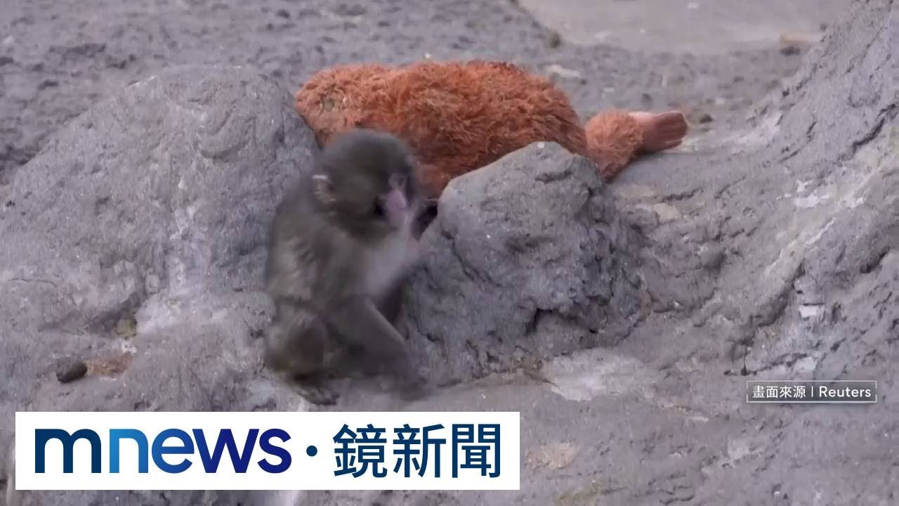 日本小獼猴Punch暴紅　絨毛猩猩玩偶賣到斷貨｜#鏡新聞