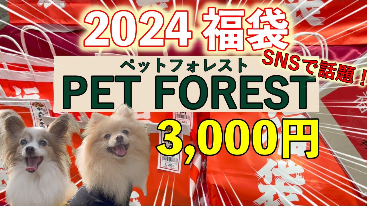 【2024年犬の福袋】SNSで話題‼️ペットフォレストの豪華な中身をレビュー　＃pet forest#ハッピーバッグ＃インスタグラム
