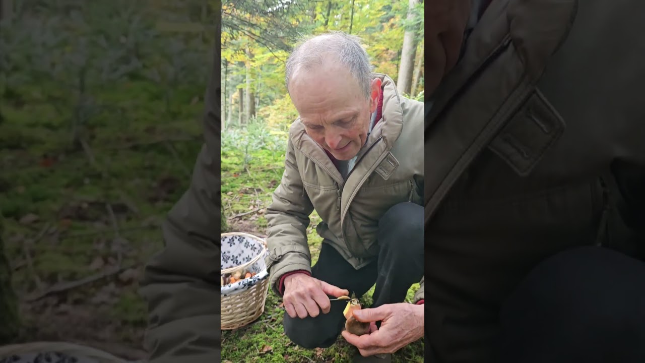 STEINPILZE 18.10.2025 Baden W&uuml;rttemberg #pilzesuchen #steinpilze #steinpilz #pilzesammelnanf&auml;nger