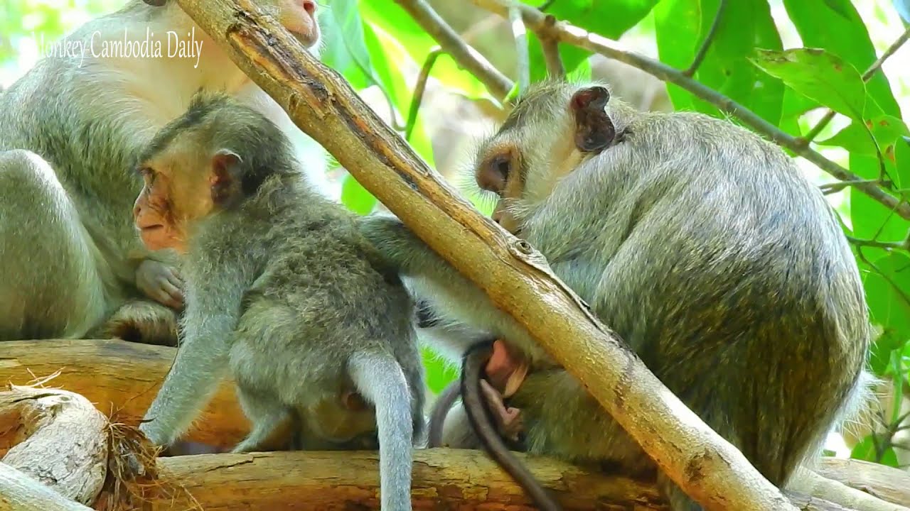Mother Casi Gently Cares for the Young Monkey — A Peaceful Family Moment
