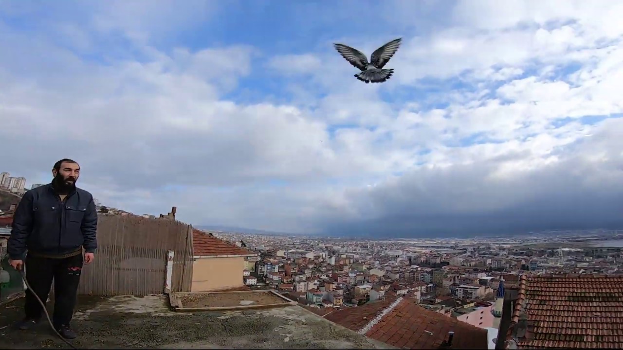 İzmitin En İyi Oyun Kuşçuları. Erhan Kardeşin Güvercin Kümesi.