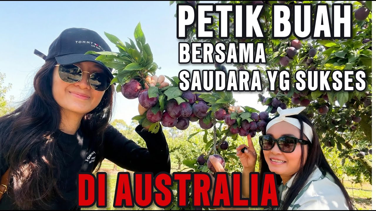 Eka House Vlog Petik Buah Dengan Saudara yg Sukses di Australia dan Mulai Dari Nol