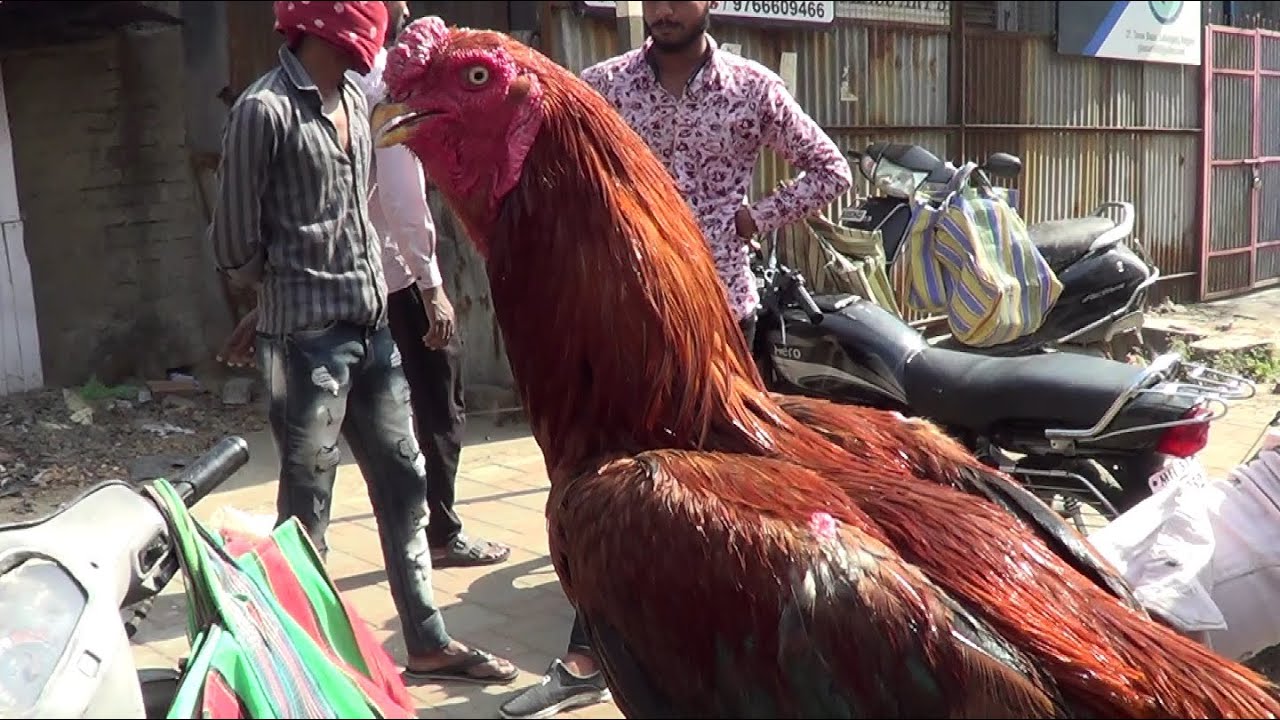 Nagpur Lakadganj Market | Murga Market Nagpur | Part-8  |  Pets Vlogs