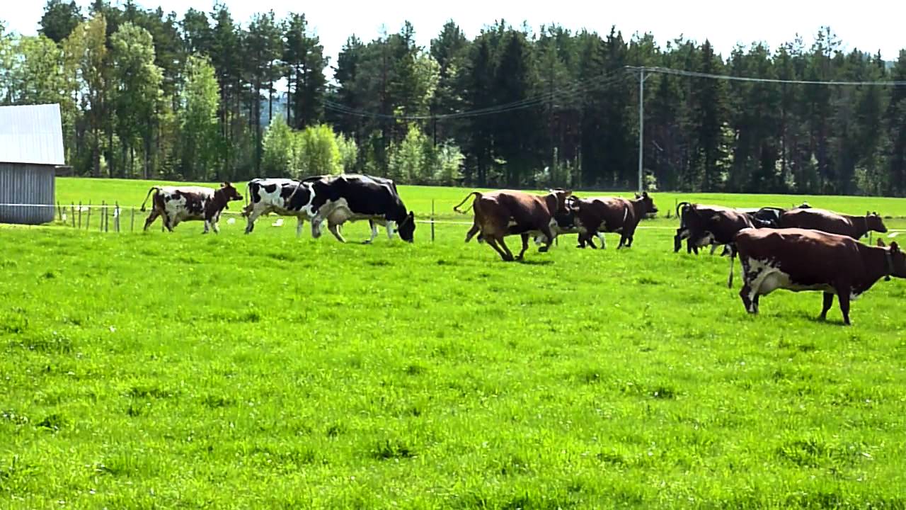 Kor ut på grönbete 2011