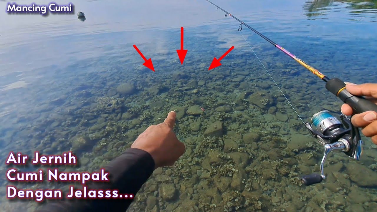 Hari Kedua Mengamiskan rod CAPUNG 702 PENTA SERIES || Mancing cumi di pinggiran pantai pagi hari