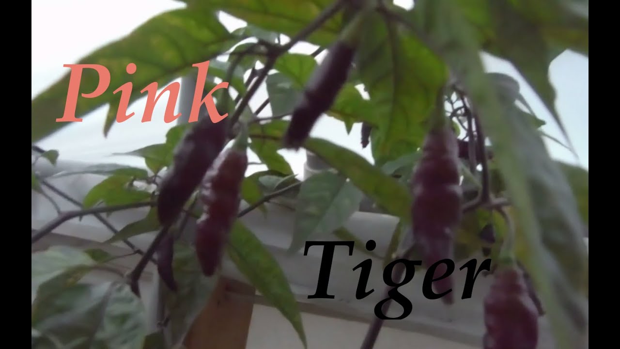 Pink Tiger: Super Hot Pepper Update