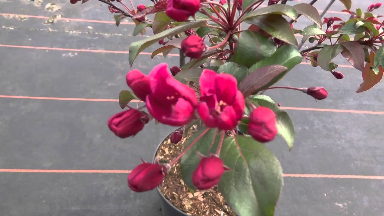 Malus Liset