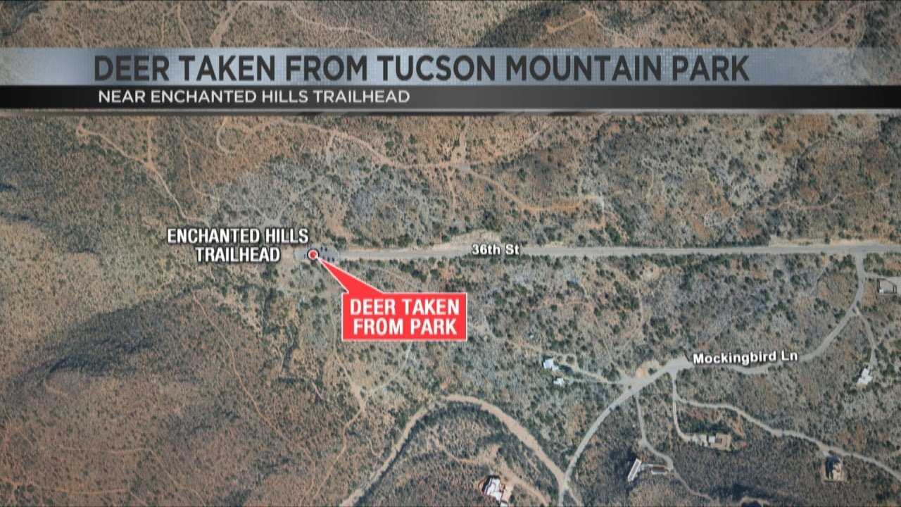 Cash reward offered for info on deer unlawfully taken from Tucson Mountain Park