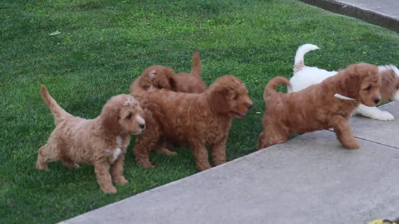 Mini Goldendoodle Puppies For Sale