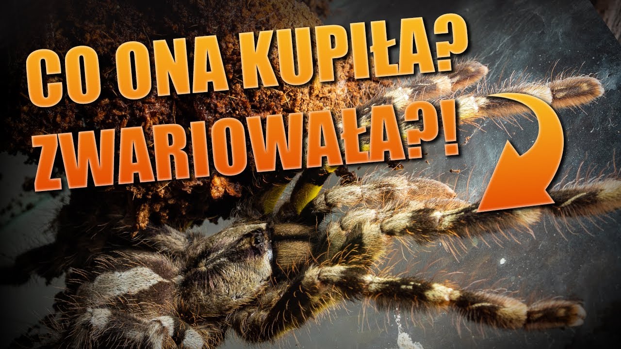 #82 Kiedy Twoja dziewczyna lubi pająki... i kupuje całą hodowlę!