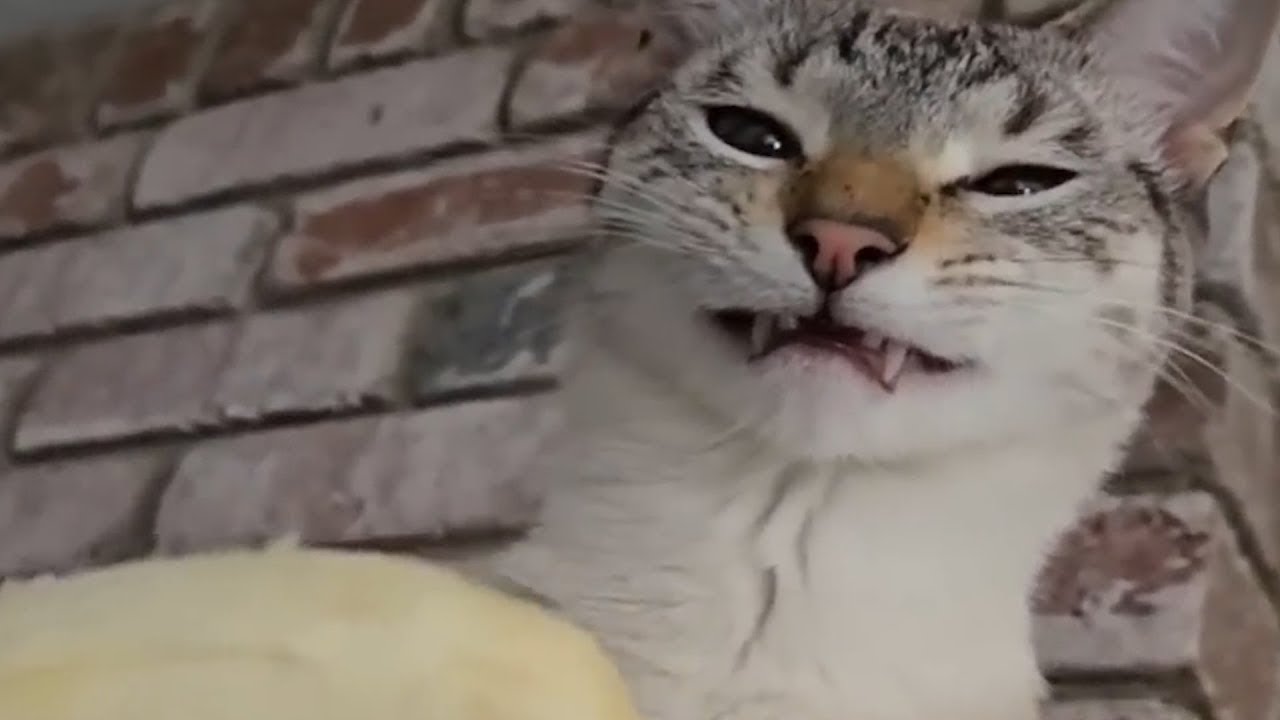 proof cats rule the world