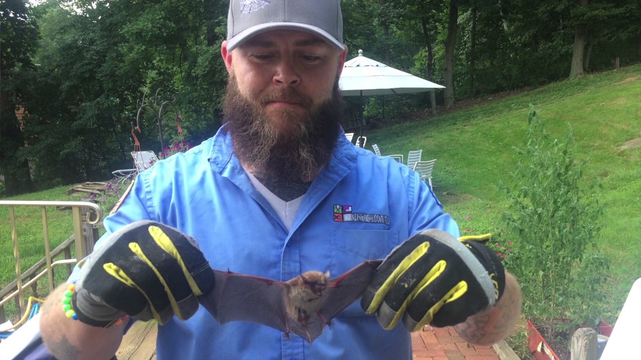 Bat Exclusion In New Jersey