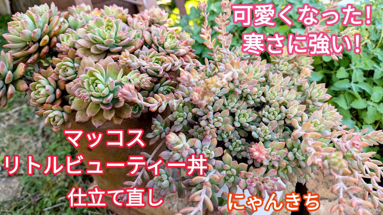 【多肉植物】可愛くなった！寒さに強い！マッコスとリトルビューティーの丼の紹介と支度直し😊