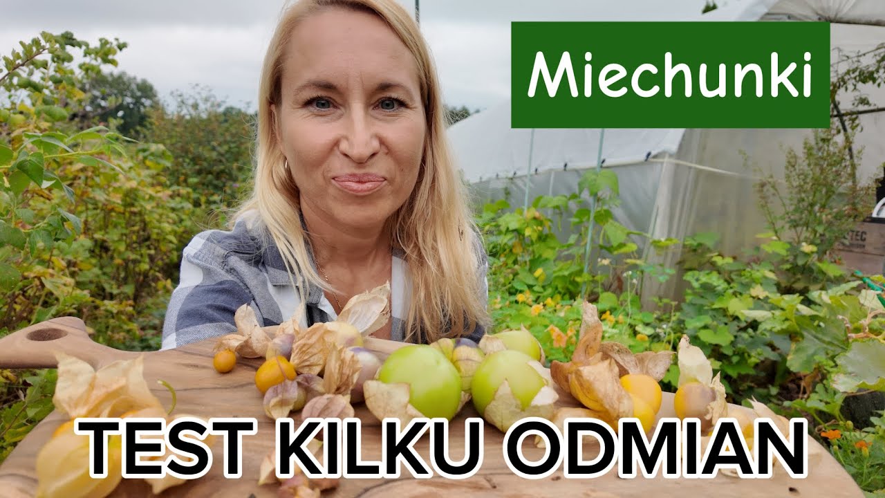 Miechunki peruwiańskie i pomidorowe czyli Physalis i Tomatillo - por&oacute;wnanie kilku odmian 