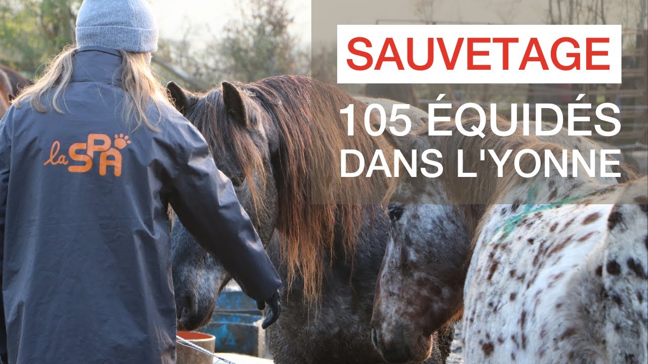 Saisie de 105 équidés dans l’Yonne : un sauvetage incroyable durant le confinement