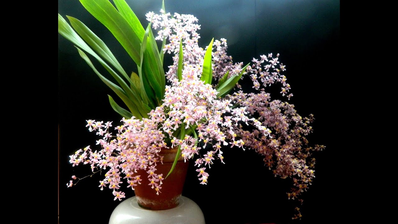 Orchids in Flower