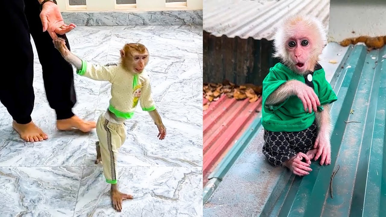 So smart! Monkey Kaka calls mom to rescue Monkey Mit who is stuck