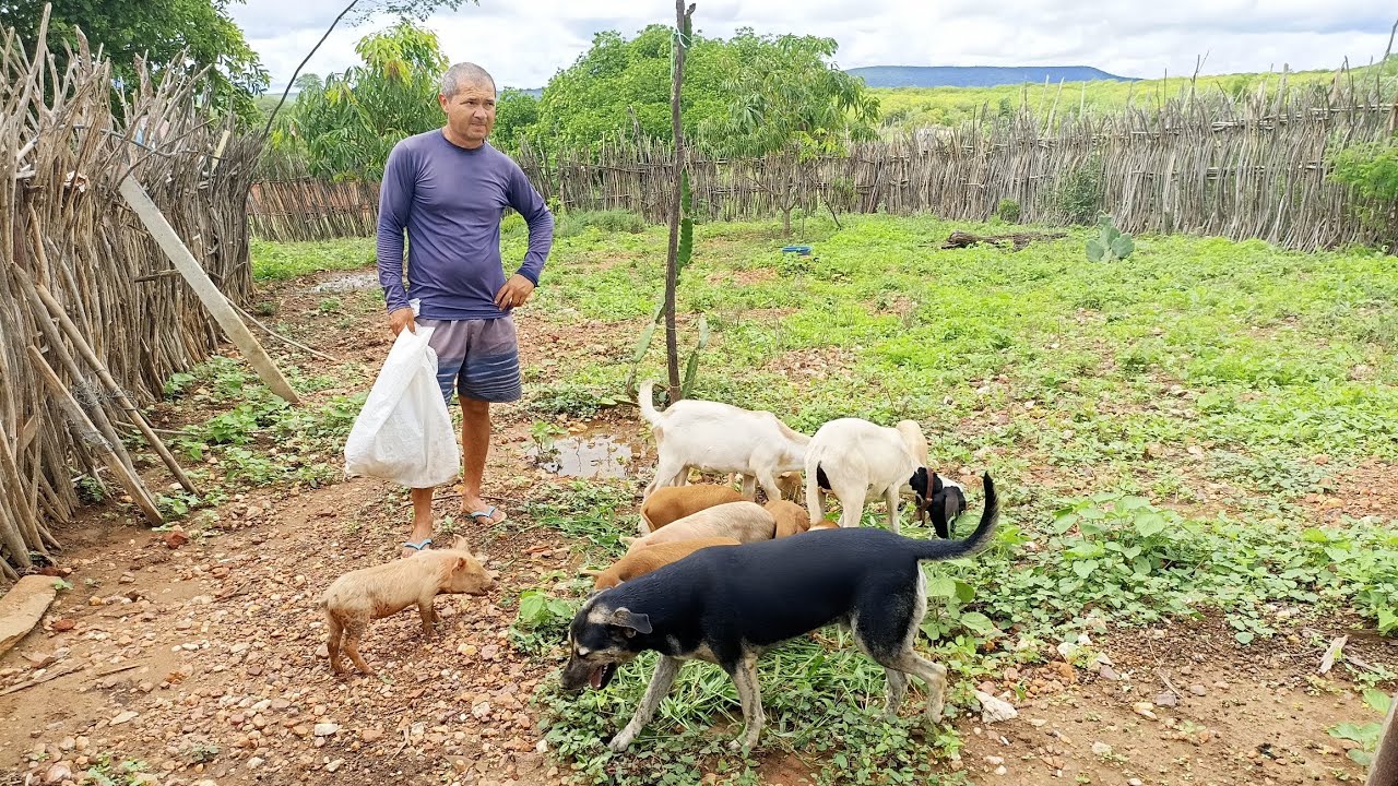 Olha o que tinha em cima da peda no açude / capim para mila e mimosa.