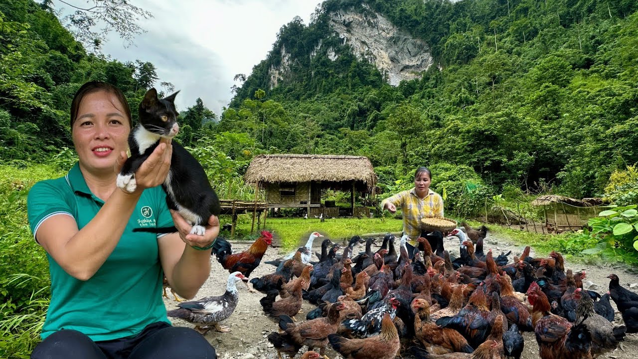 FULL VIDEO: Harvesting produce goes to market sell, gardening - Animal care, Farm Life