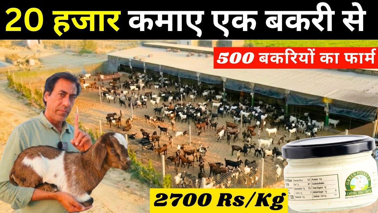 हमारे साथ मिलकर शुरू करे बकरी पालन II 20 हजार कमाए एक बकरी से II Goat Business II Bakri palan