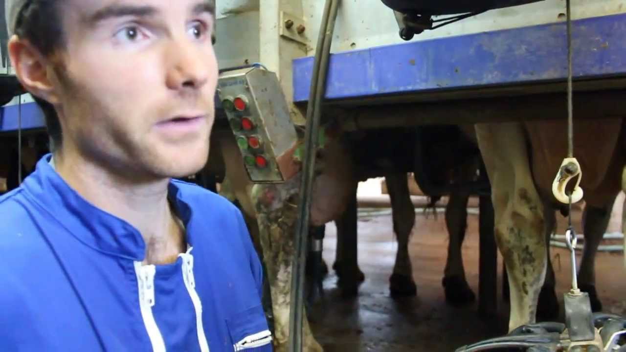 Visite de l'étable de la ferme de Grignon