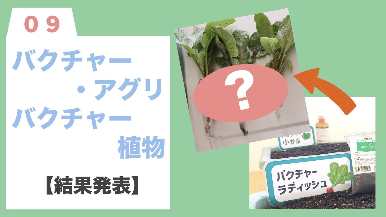 【バクチャー商品使い方】バクチャー入りのプランター！結果発表！！