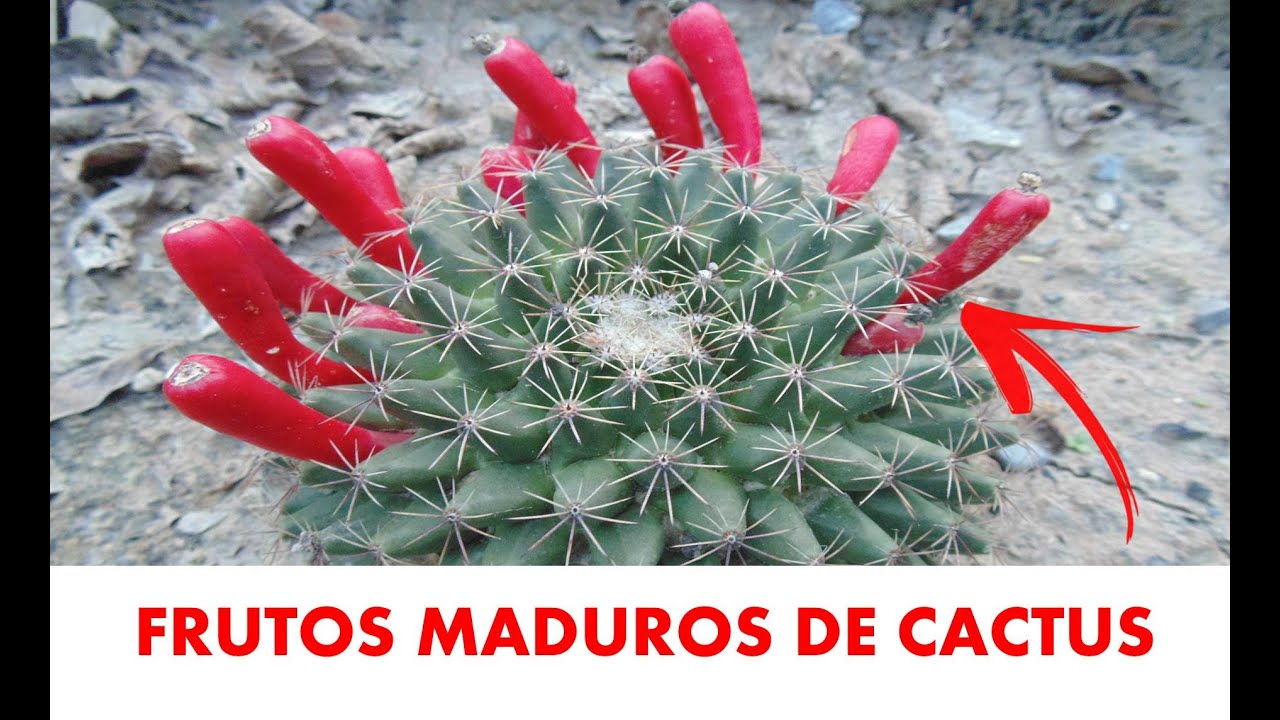 FRUTOS DE CACTUS