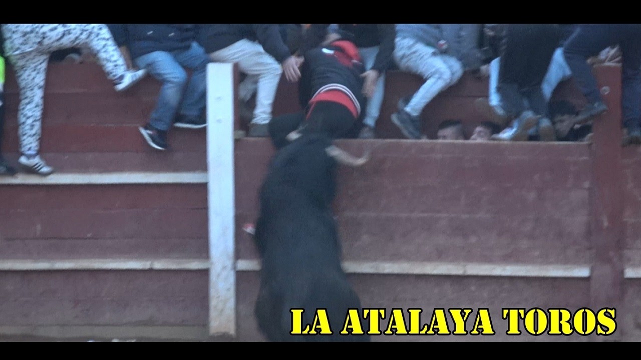 COGIDA EN LA CAPEA SABADO 2026 CIUDAD RODRIGO CON TOROS DE MONTE LA HERMITA Y ANTONIO SAN ROMAN