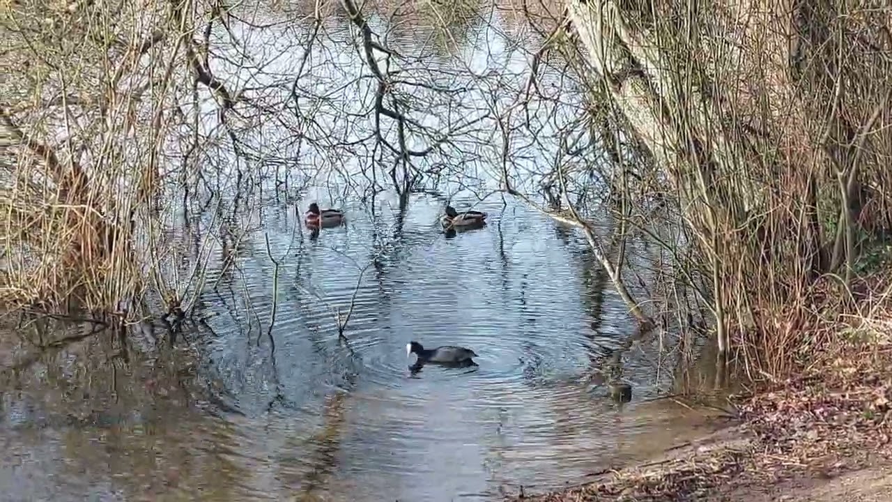 Birdlife At Petersfield Heath and Lake 14 02 2026