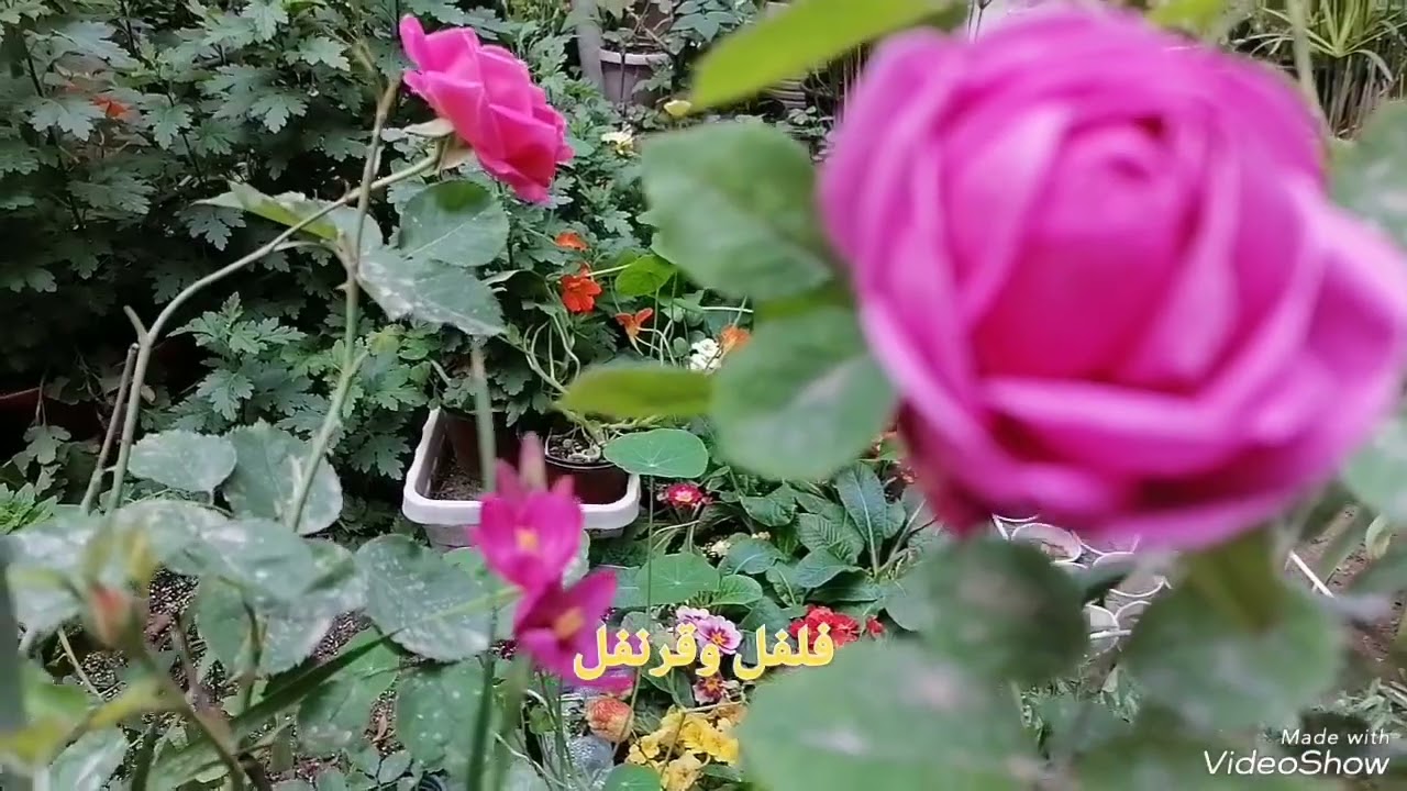 الفريزيا او زهرة العروس تابع الفديو وصلى على النبي