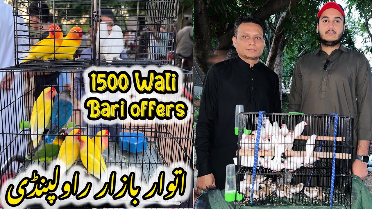 Sunday birds market Rawalpindi || Khanna pull birds market Rawalpindi.