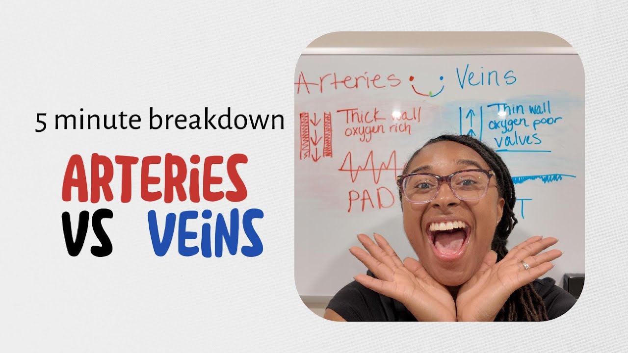 Артерии против вен: ОБЪЯСНЕНИЕ (Просто и понятно!) | 5-минутный разбор #васкуляризация #ультразвук
