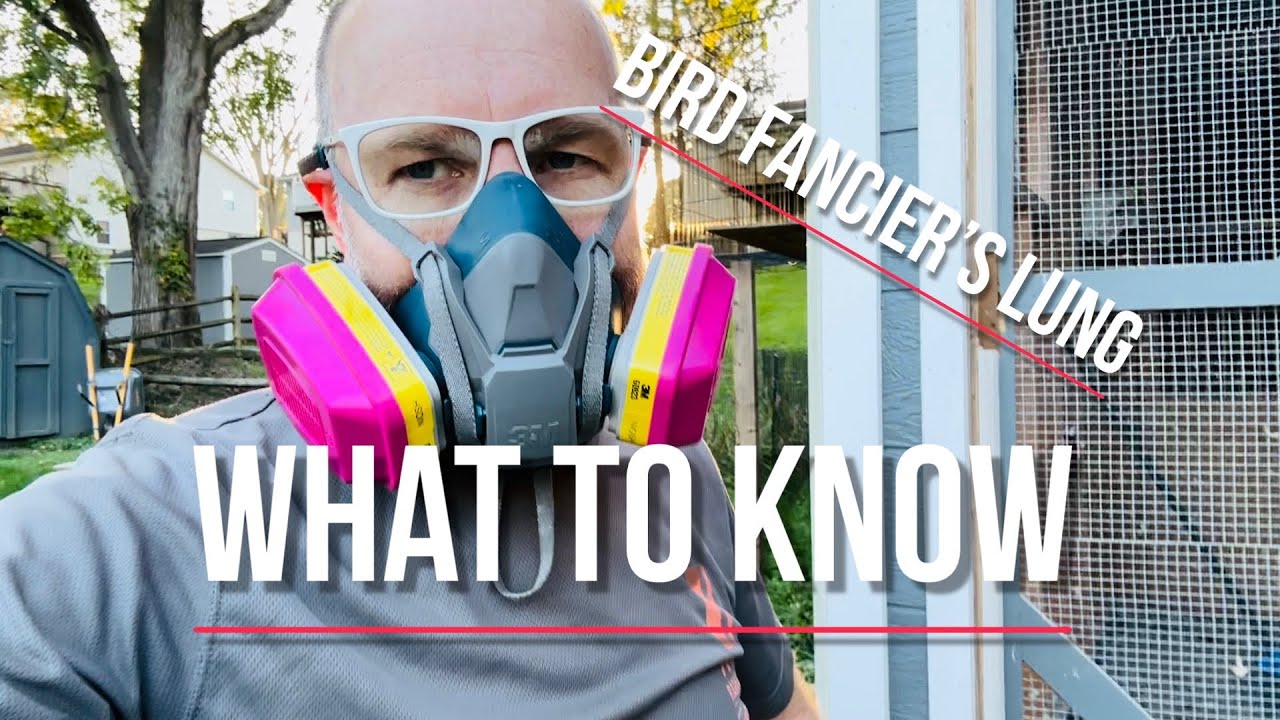 Pigeon Lung: What to know