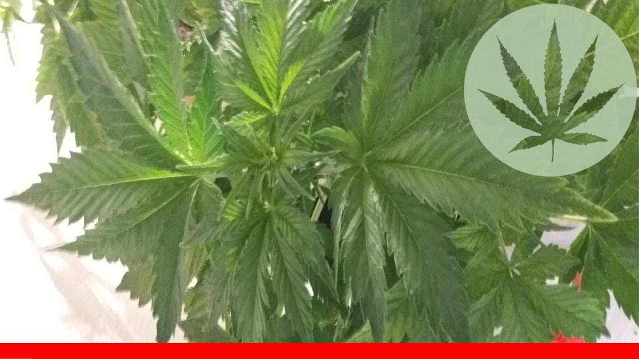 Jack 47 - All About This Strain