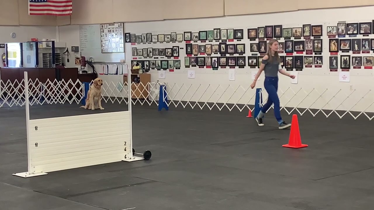 AKC Open A Obedience Trial   1st place