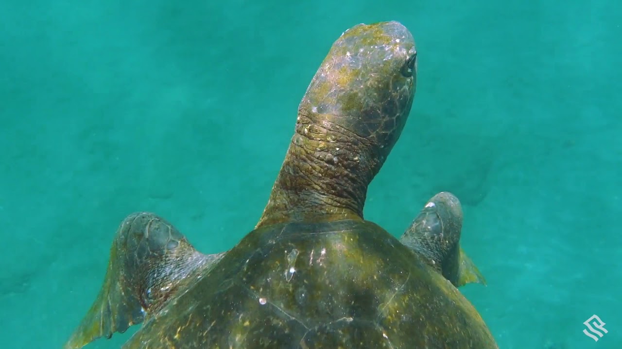 Behind the Lens: Filming Pacific Green Sea Turtles