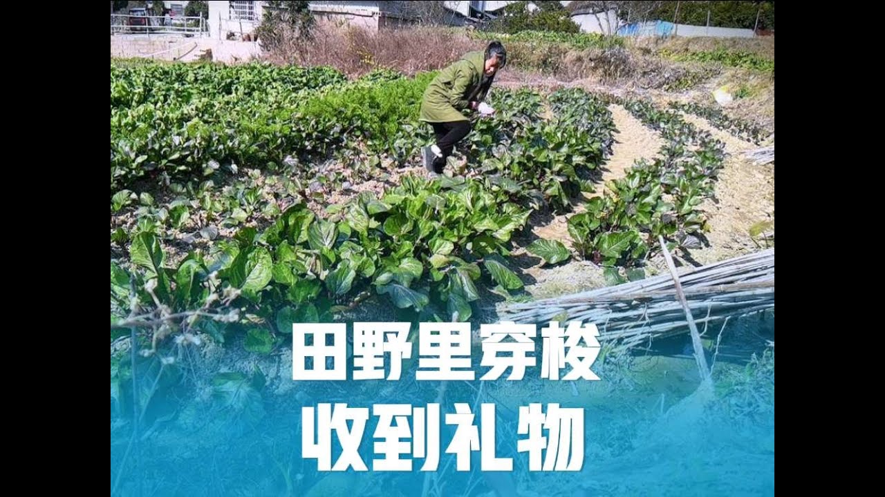 红菜苔丰收，出摊收菜打包送货的一天，收到婆家和粉丝寄来的包裹