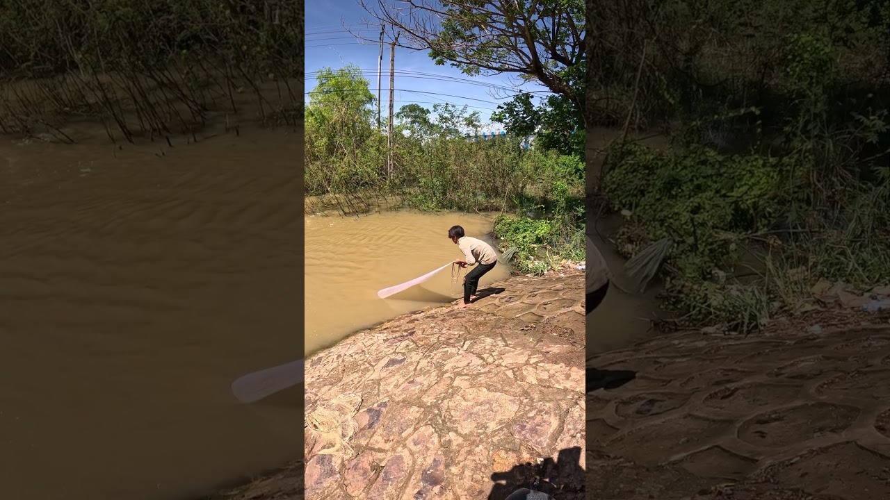 A cast net fishing traditional trap in the village #shorts