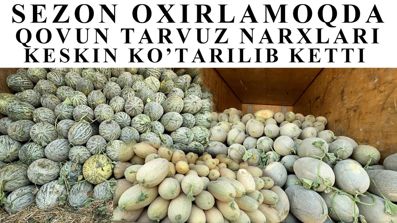 QOVUN TARVUZ NARXLARI KESKIN KO'TARILDI SEZON OXIRIDA 10 AVGUST