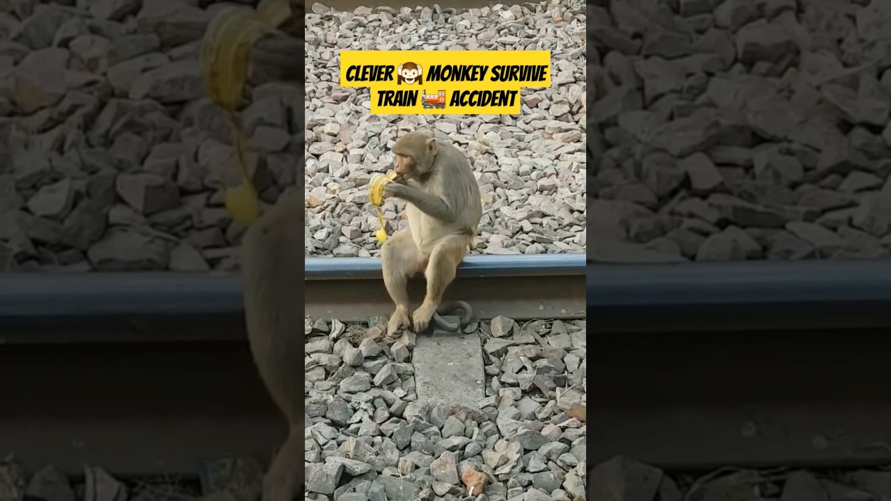 When A Clever Monkey Survive A Tragic Train Accident #shortsvlogs #shorts #shobishobu